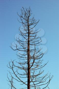 Burned tree silhouette after a forest fire.