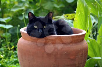 Black cat sheltering from cold wind in a flowerpot.