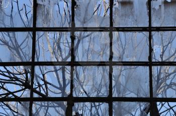 Tree branches and factory window. Broken glass abstract background.