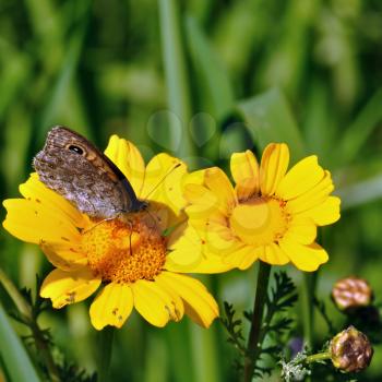 Butterfly feeding on yellow flower nectar. Spring background.