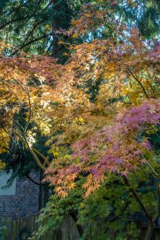 The leaves have turned on this Japanese Maple in a backyard somewhere in the Pacific Northwest.