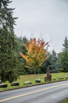 Autumn leave are tuning to orange on this tree on the road to Seahurst Beach in Burien, Washington.