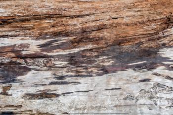 Closeup shot of a section of a driftwood log.