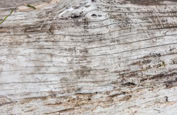 Closeup shot of a section of a driftwood log.