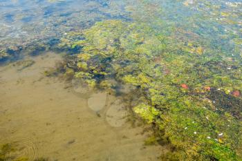 Seaweed grows from a sand bottom on Lake Washington in Reonto, Washington.