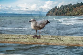 A seafull roosts on a pier railing on a windy day in Des Moinse, Washington.
