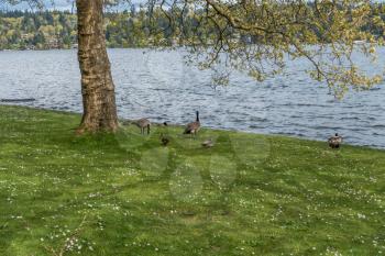 Ducks and Canada Geese feed and sit on the shore of Lake Washington at Seward Park in Seattle.