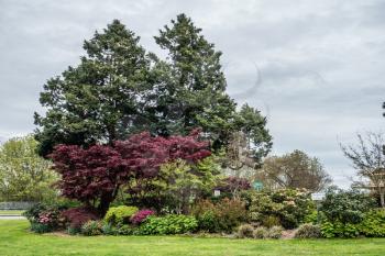 A veiw of trees and flowers at Hamilton Viewpoint Park in West Seattle, Washington.