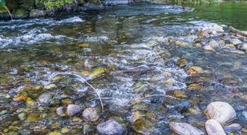 The Cedar River flows over rocks in Maple Valley, Washington.