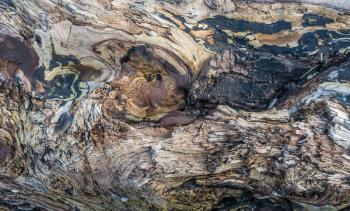 A closeup shot of a warped driftwood log.