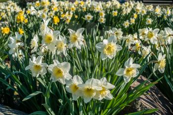 Daffodils are in full bloom on the shore of Lake Washington.