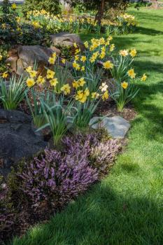 A view of a garden of Daffodils.