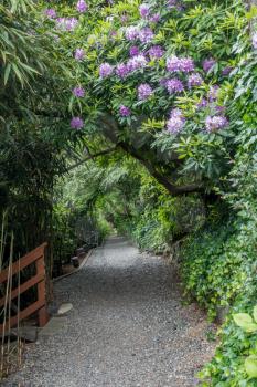 The Indian Trail in Burien, Washington passes through an organic archway with purple Rhododendrons.