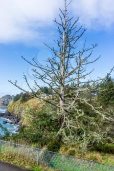 A bare tree stands above the shoreline at Cape Disappointment State Park in Washington State.