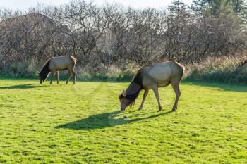Roosefelt Elk graze in the middle of town in Cannon Beach, Oregon.