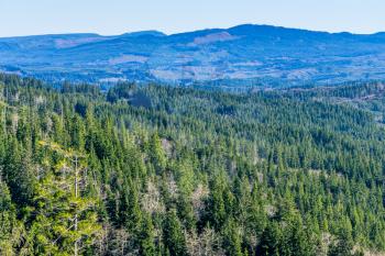 A view of evergreen trees near Astoria, Oregon.