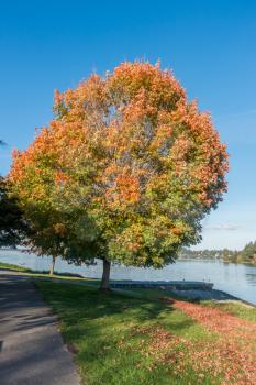 Autumn leaves turn to orange on a tree by Lake Washington near Seattle.