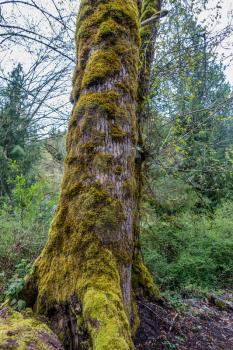 Moss covers a tree at Falming Geyser State Park in Washington State.