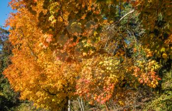 A background shot of orange and yellow Autumn leaves.