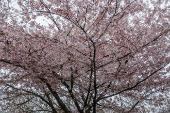 A background shot of pink Cherry blossoms in Spring.