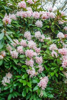 A background shot of a pink Rhododendron bush.
