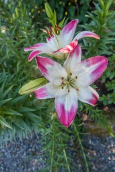 A closeup shot of pink and white Lilies.