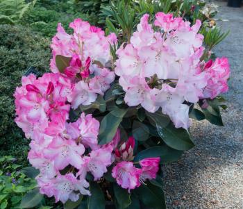 Closeup of pink and white Rhododendrons that are lush and bursting with color. Shot taken at Rhododendron Species Botanical Garden.