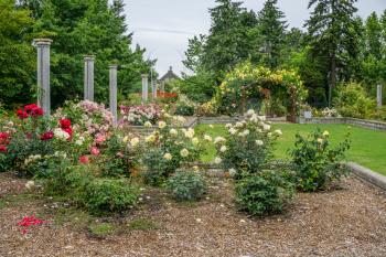 A Rose garden surrounds a courtyard in Seatac, Washington.