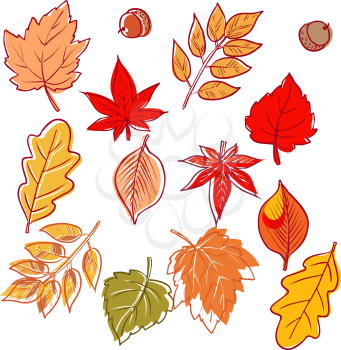 Hand-drawn leaves doodles set. Isolated . Vector.