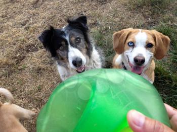 Cute dogs play ball in backyard on grass