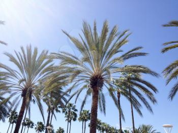 Large tall giant Palm trees and blue sky bright sunny day