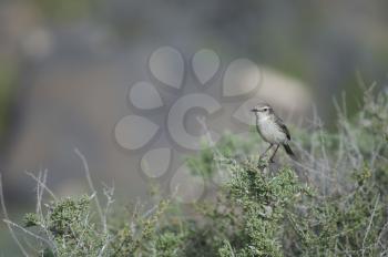 Canary Islands stonechat (Saxicola dacotiae). Female. Esquinzo ravine. La Oliva. Fuerteventura. Canary Islands. Spain.