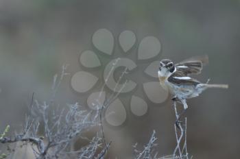 Canary Islands stonechat (Saxicola dacotiae). Male. Esquinzo ravine. La Oliva. Fuerteventura. Canary Islands. Spain.