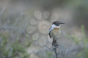 Canary Islands stonechat (Saxicola dacotiae). Male. Esquinzo ravine. La Oliva. Fuerteventura. Canary Islands. Spain.