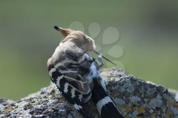 Eurasian hoopoe (Upupa epops) scratching. Uga. Yaiza. Lanzarote. Canary Islands. Spain.