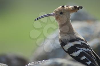 Eurasian hoopoe (Upupa epops). Uga. Yaiza. Lanzarote. Canary Islands. Spain.