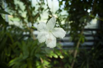 Open flower of white hibiscus rosa sinensis