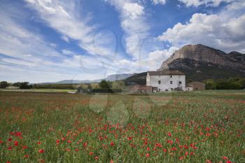 Poppy field in the Spanish Pyrenees in spring