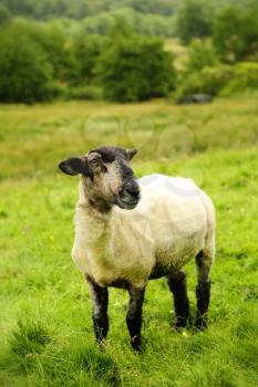 Black face sheep in a green land in Scotland 