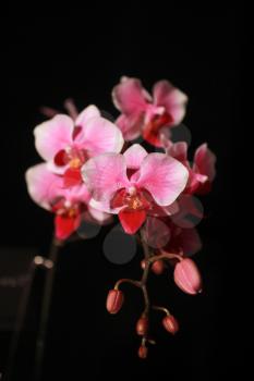 Pink cultivated orchid isolated on a black background