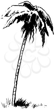 Royalty Free Clipart Image of a Palm Tree