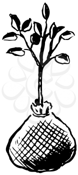 Royalty Free Clipart Image of a Seedling