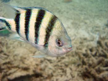 Royalty Free Photo of a Tropical Striped Fish