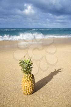 Royalty Free Photo of a Pineapple on a Tropical Beach