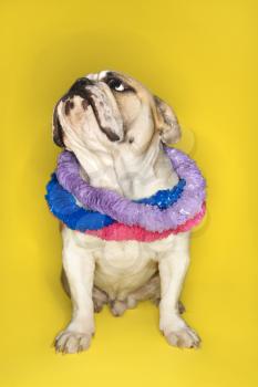 Royalty Free Photo of an English Bulldog Wearing a Lei