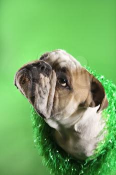 Royalty Free Photo of an English Bulldog Wearing a Lei Sitting on a Green Background