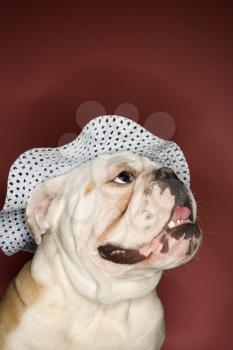 Royalty Free Photo of an English Bulldog Wearing a Bonnet 