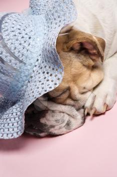 Royalty Free Photo of an English Bulldog Wearing a Bonnet and Sleeping