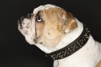 Royalty Free Photo of an English Bulldog Wearing a Spiked Collar