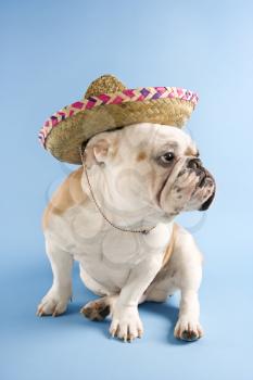 Royalty Free Photo of an English Bulldog Wearing a Sombrero